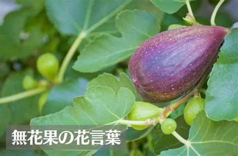 無花果 寓意|無花果（イチジク）の花言葉の由来・意味・誕生花